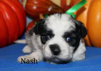 Nash, a male Shichon for sale in Devils Lake, ND – 1 of 1