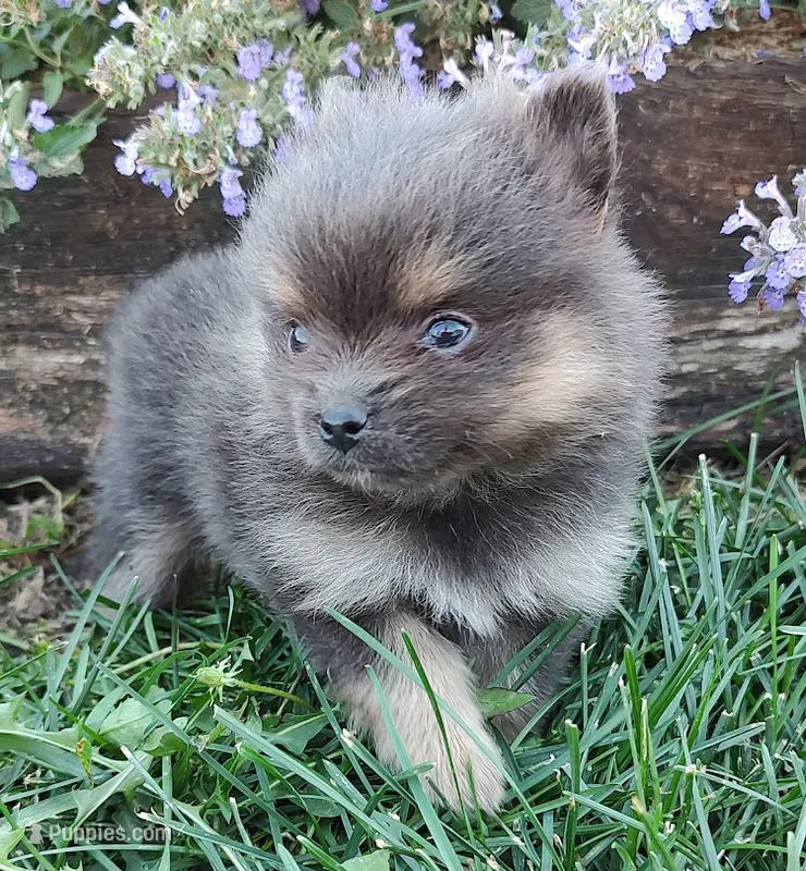 Bentley – Pomeranian puppy for sale in Devils Lake, ND
