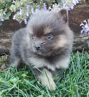 Bentley, a male Pomeranian for sale in Devils Lake, ND – 1 of 2