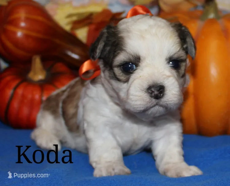 Koda – Shichon puppy for sale in Devils Lake, ND
