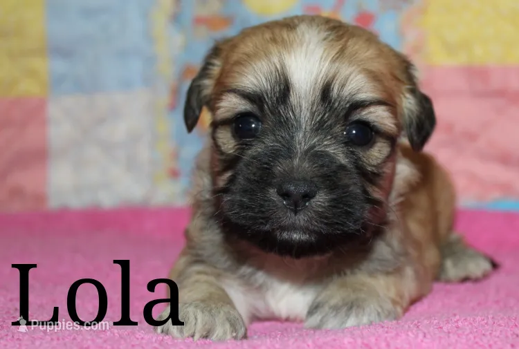 Lola – Shichon puppy for sale in Devils Lake, ND