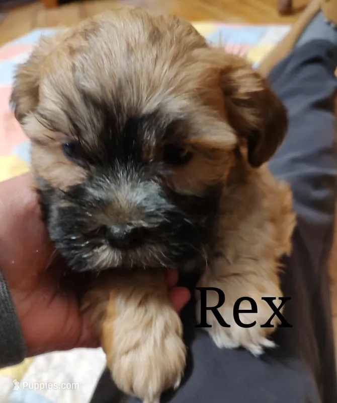 Rex – Shichon puppy for sale in Devils Lake, ND
