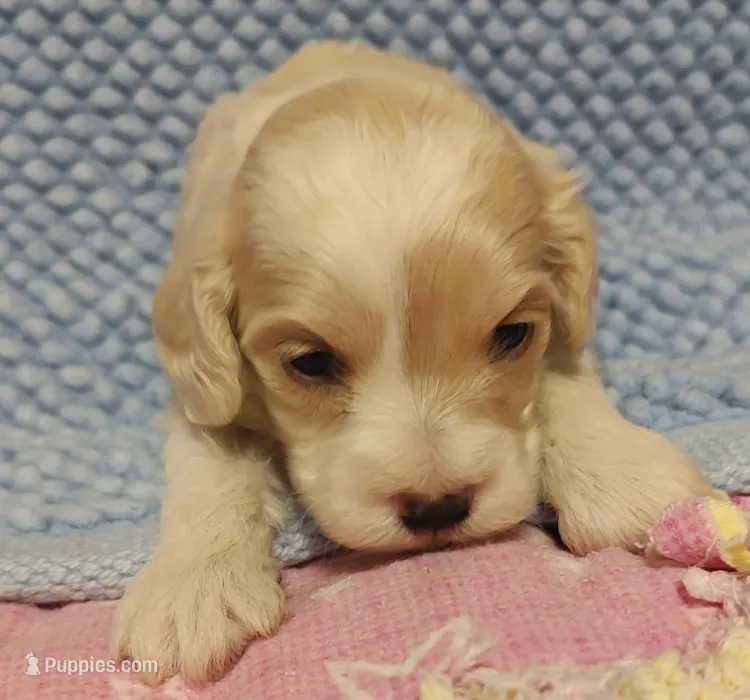buff white male – Cockapoo puppy for sale in Devils Lake, ND
