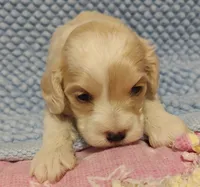buff white male, a male Cockapoo for sale in Devils Lake, ND – 1 of 1