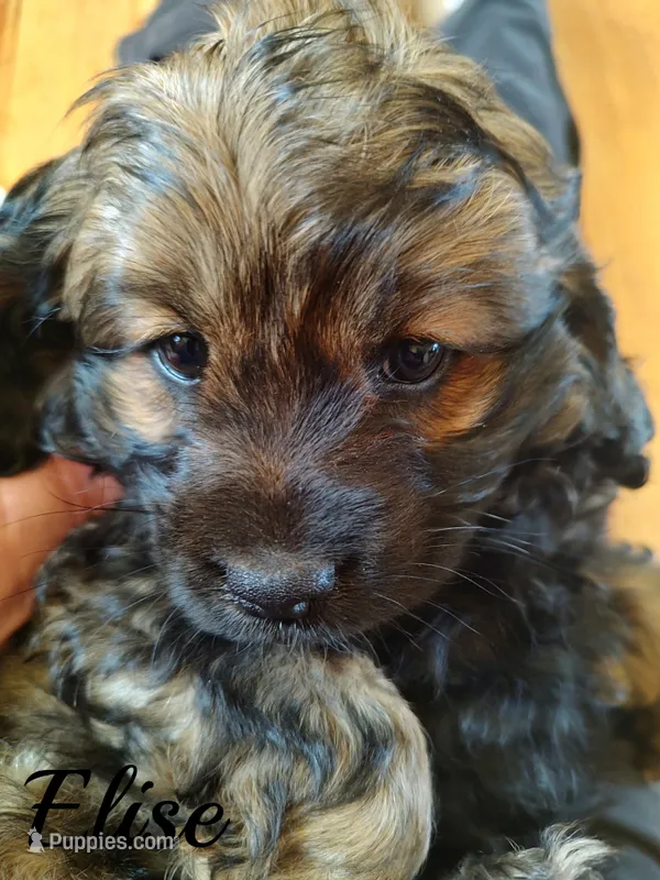 Expecting – Cockapoo puppy for sale in Devils Lake, ND