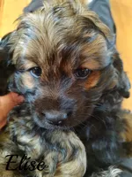 Expecting, a  Cockapoo for sale in Devils Lake, ND – 1 of 1