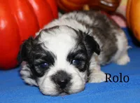 Rolo, a male Shichon for sale in Devils Lake, ND – 1 of 1