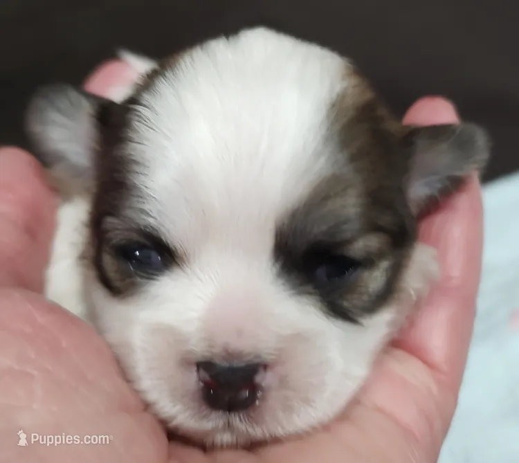 Gretta – Shichon puppy for sale in Devils Lake, ND