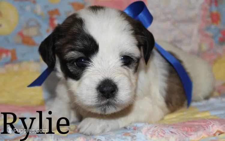 Rylie – Shichon puppy for sale in Devils Lake, ND