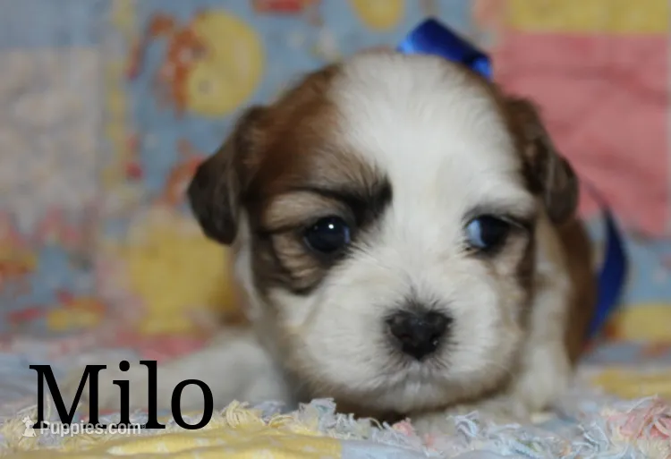 milo – Shichon puppy for sale in Devils Lake, ND