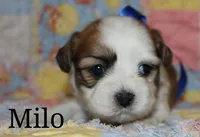 milo, a male Shichon for sale in Devils Lake, ND – 1 of 1