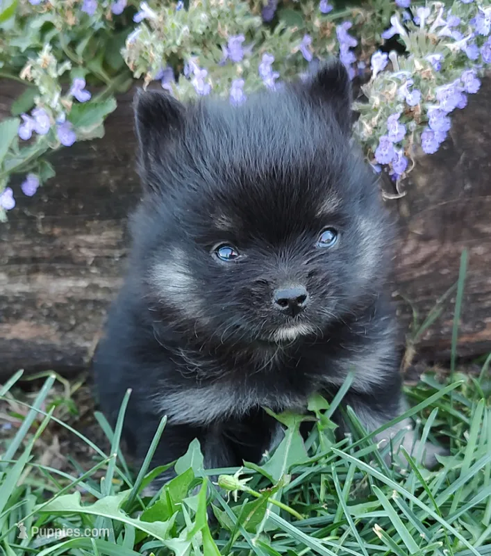 Maxwell – Pomeranian puppy for sale in Devils Lake, ND