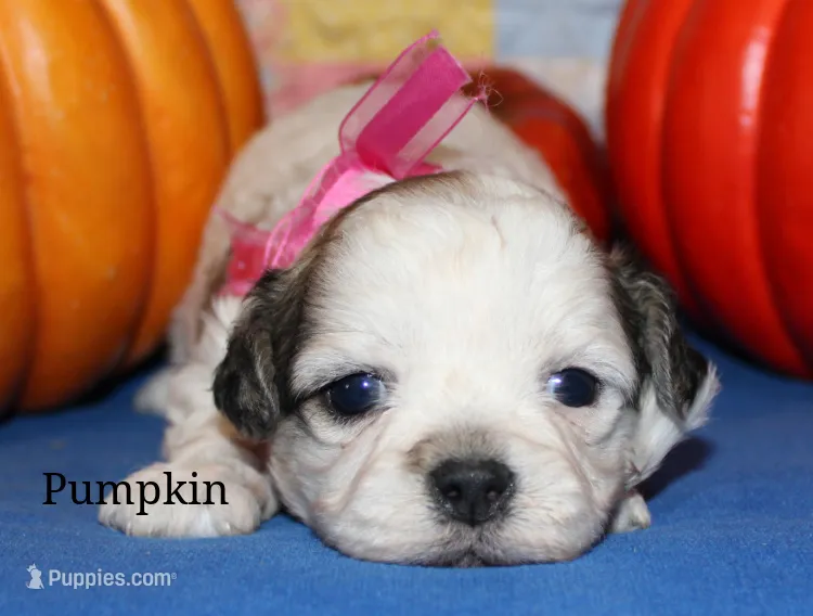 Pumpkin – Shichon puppy for sale in Devils Lake, ND