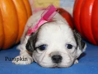 Pumpkin, a male Shichon for sale in Devils Lake, ND – 1 of 1