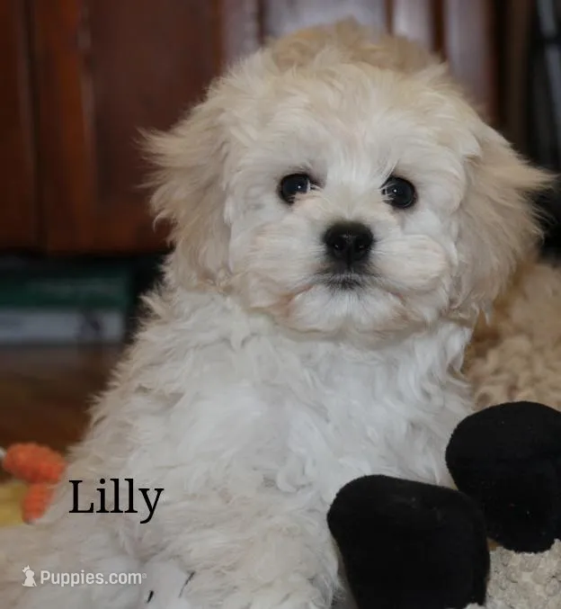 Lilly