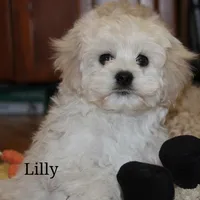 Lilly, a female Cockapoo for sale in Devils Lake, ND – Photo 1 of 2