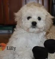 Lilly, a female Cockapoo for sale in Devils Lake, ND – Photo 1 of 2
