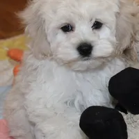 Lilly, a female Cockapoo for sale in Devils Lake, ND – Photo 2 of 2