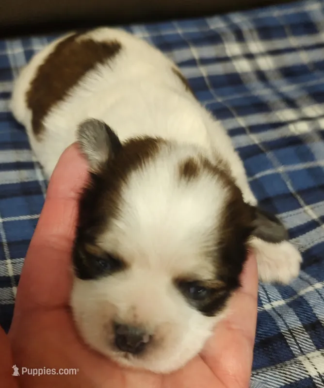 George – Shichon puppy for sale in Devils Lake, ND