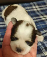 George, a female Shichon for sale in Devils Lake, ND – 1 of 1