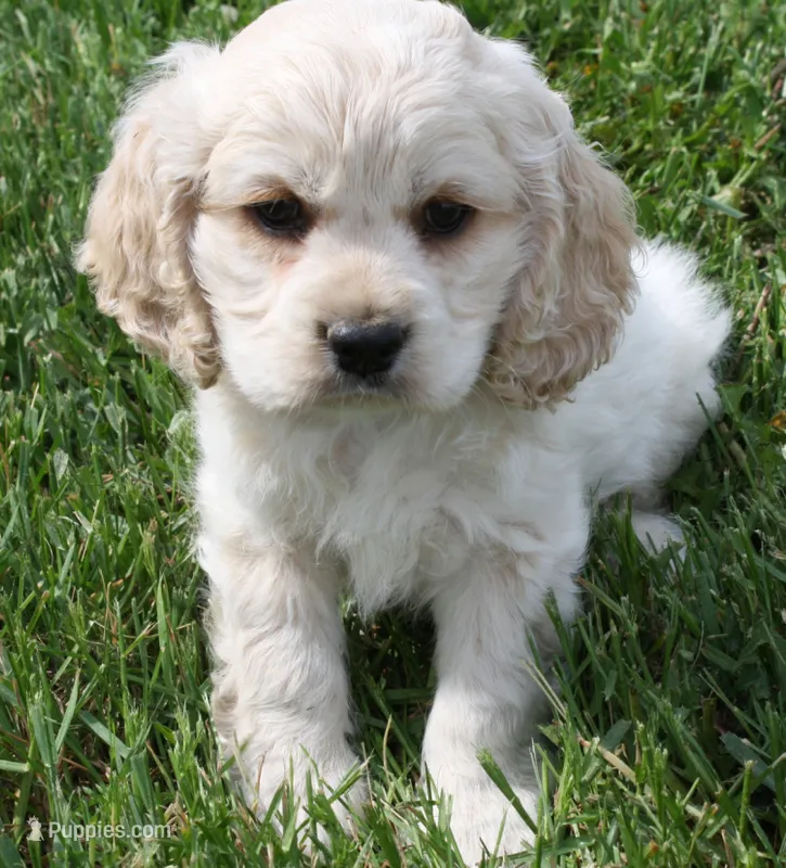 expecting, a  Cockapoo for sale in Devils Lake, ND – 1 of 1