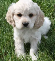 expecting, a  Cockapoo for sale in Devils Lake, ND – 1 of 1