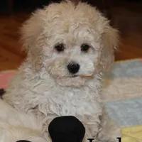 lulu-ND, a female Cockapoo for sale in Devils Lake, ND – Photo 2 of 2