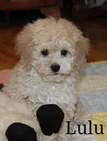 lulu-ND, a female Cockapoo for sale in Devils Lake, ND – Photo 2 of 2