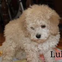 lulu-ND, a female Cockapoo for sale in Devils Lake, ND – Photo 1 of 2