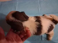 Spunky Male 3, a male Shih Tzu for sale in Ashland, AL – 3 of 4