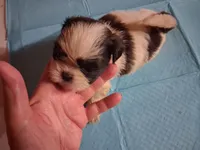 Spunky Male 3, a male Shih Tzu for sale in Ashland, AL – 4 of 4