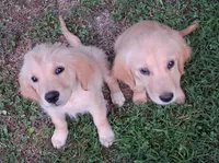 April Male 4, a male Golden Retriever for sale in Ashland, AL – 3 of 6
