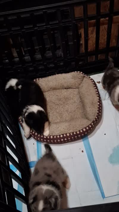 Lucky Male 1, a male Shetland Sheepdog for sale in Ashland, AL – 7 of 7