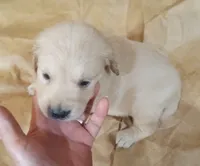 Misty Female 1, a male Golden Retriever for sale in Ashland, AL – 2 of 5