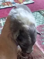 Smokie 2, a male Shetland Sheepdog for sale in Ashland, AL – Photo 1 of 2