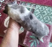 Smokie 2, a male Shetland Sheepdog for sale in Ashland, AL – Photo 2 of 2