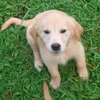 April Male 1, a male Golden Retriever for sale in Ashland, AL – 1 of 1