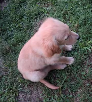 April Male 2, a male Golden Retriever for sale in Ashland, AL – 2 of 4