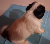 Spunky Male 1, a male Shih Tzu for sale in Ashland, AL – 2 of 4