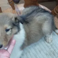 River male 1, a male Collie for sale in Ashland, AL – Photo 4 of 9