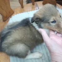 River male 1, a male Collie for sale in Ashland, AL – Photo 6 of 9