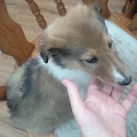 River male 1, a male Collie for sale in Ashland, AL – Photo 1 of 9