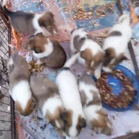 River male 1, a male Collie for sale in Ashland, AL – Photo 7 of 9