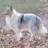 River male 1, a male Collie for sale in Ashland, AL – Photo 8 of 9