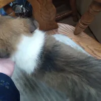 River male 1, a male Collie for sale in Ashland, AL – Photo 5 of 9