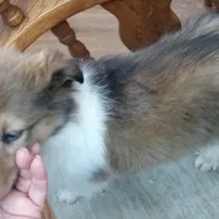 River male 1, a male Collie for sale in Ashland, AL – Photo 2 of 9