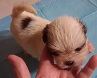 Spunky Male 4, a male Shih Tzu for sale in Ashland, AL – 3 of 5