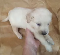 Misty Male 3, a male Golden Retriever for sale in Ashland, AL – 3 of 6