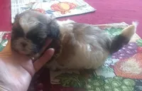 Mandy Male 3, a male Shih Tzu for sale in Ashland, AL – Photo 3 of 6