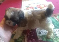 Mandy Male 3, a male Shih Tzu for sale in Ashland, AL – Photo 5 of 6